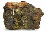 Pyramidal Wulfenite Crystals On Matrix - Ojuela Mine, Mexico #356692-1